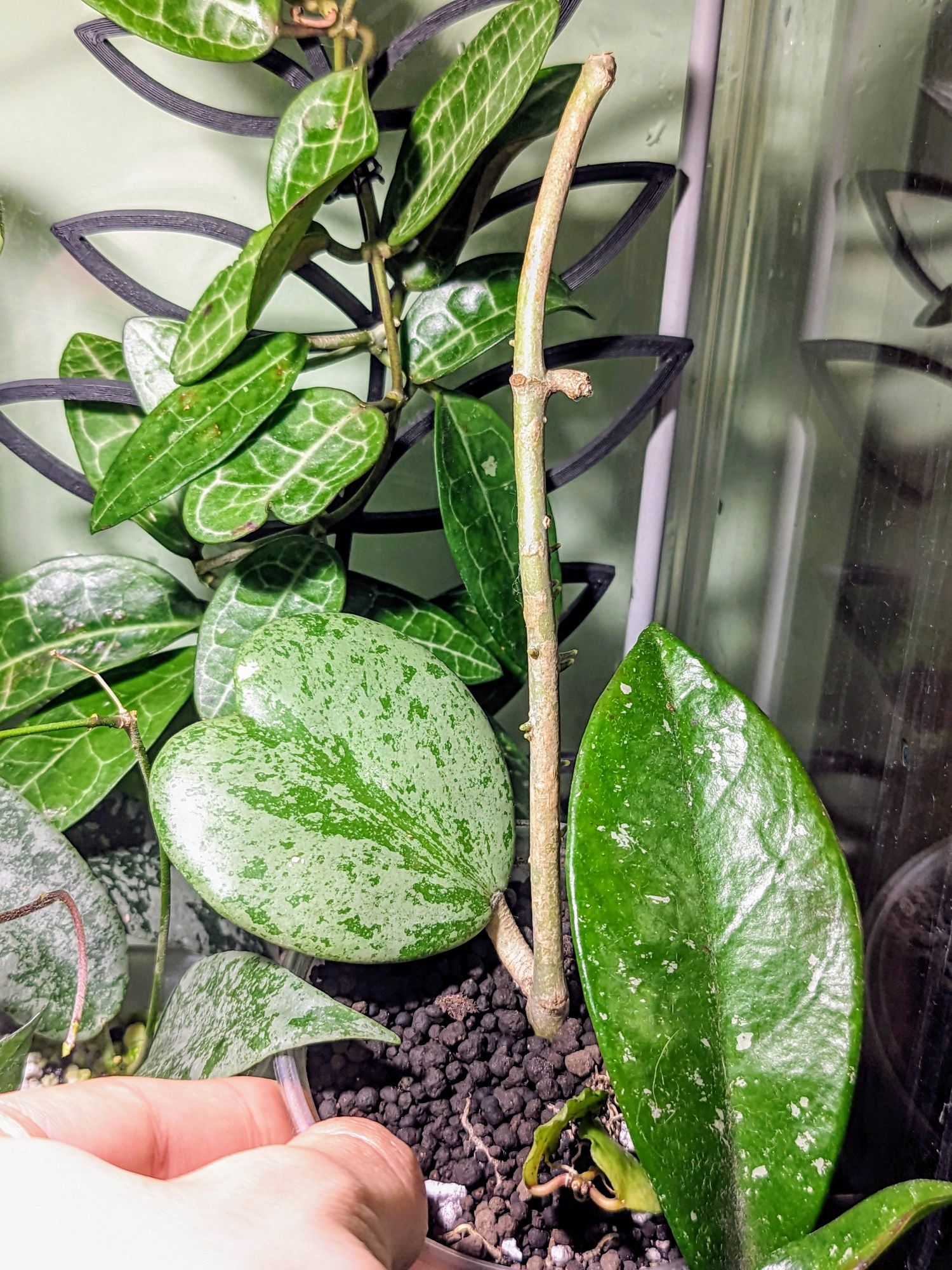 Hoya Amicabilis S. Miltiflora Ghost, Erythrina Dark i in.