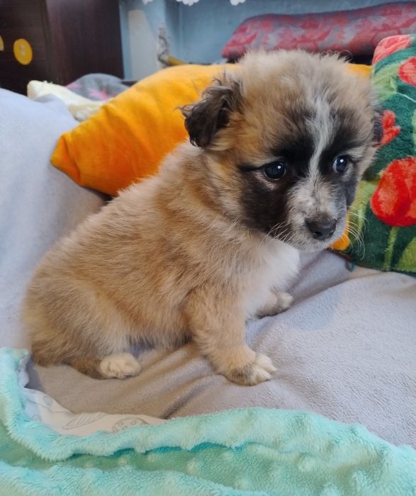 Puchaty Mały Nieśmiałek szczeniaczek