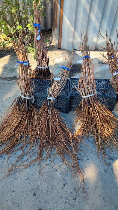 Саджанці винограду опт