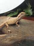 Agama brodata Hypo genetic stripe