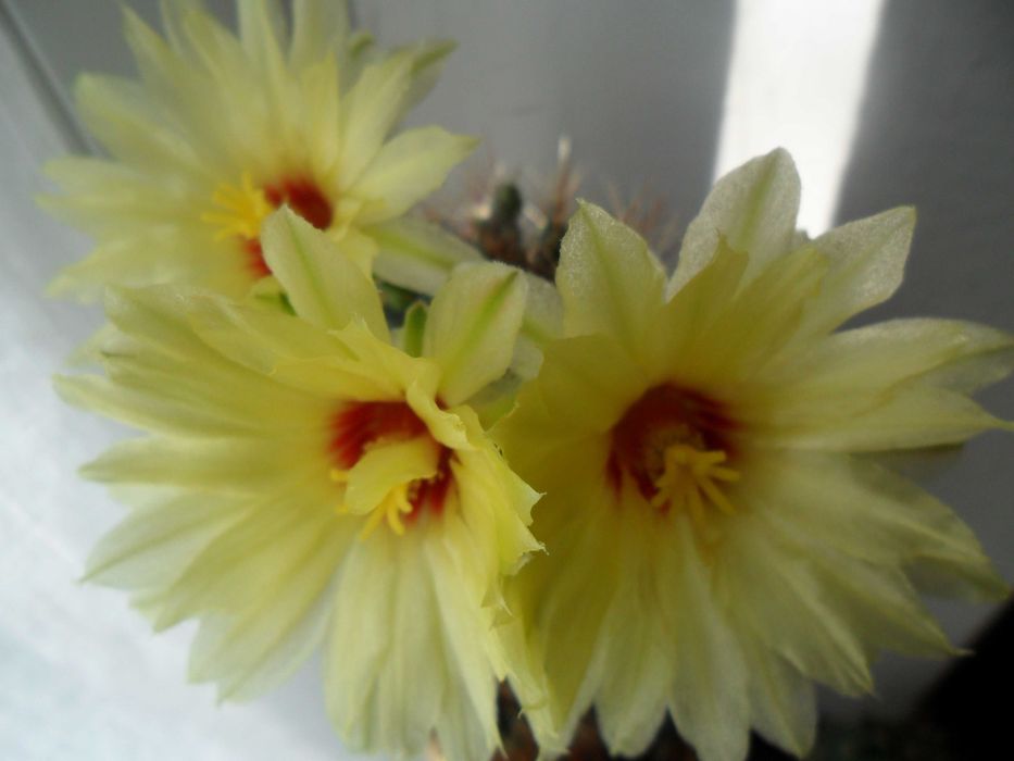 Кактусы и суккуленты для вашей коллекции.Возможен самовывоз.