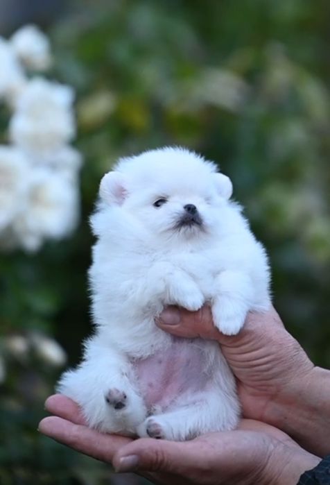 Белоснежная девочка