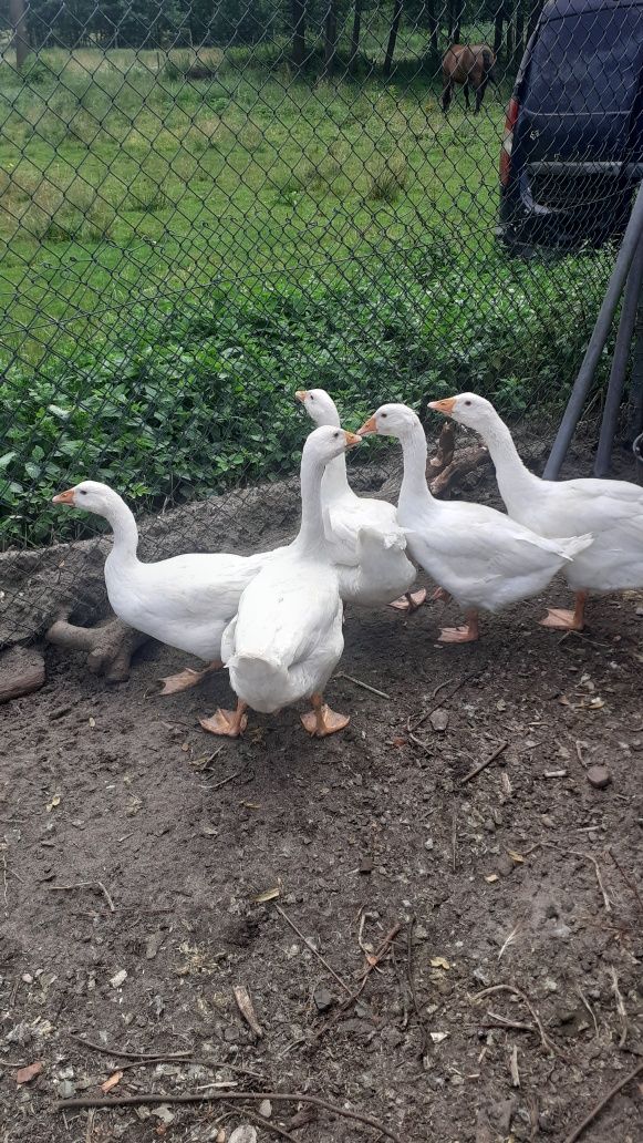 Gęsi  białe sprzedam