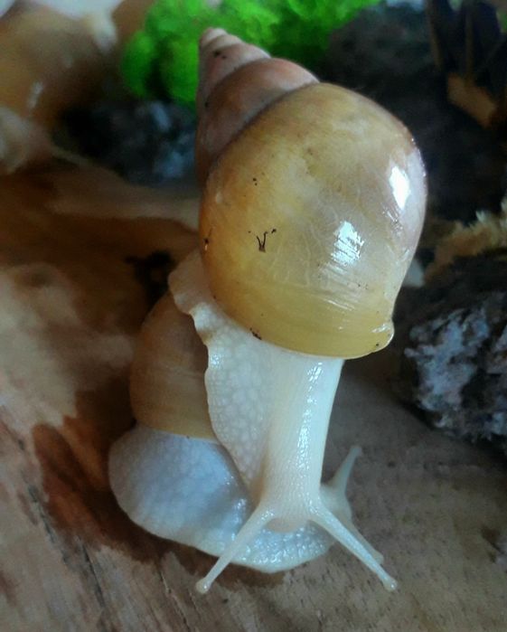 Ślimaki afrykańskie - Lissachatina fulica rodatzi