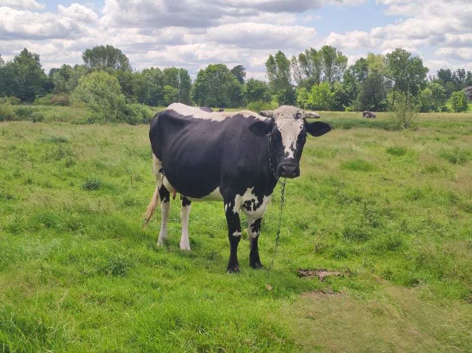 Продається корова