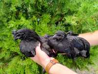Ayam Cemani parka