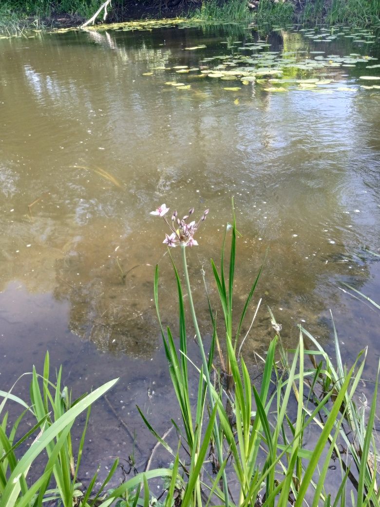 Растения для водоемов и заболоченных мест