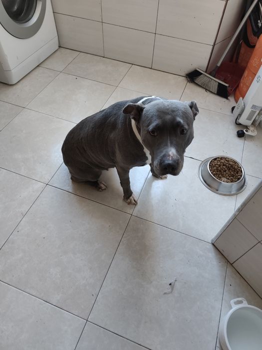 2 cães para adoção