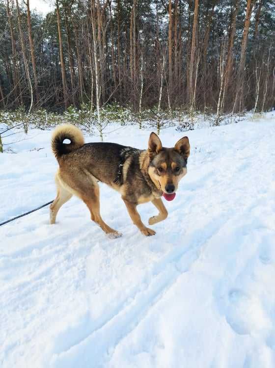 ETNA czeka w schronisku na wybuch miłości