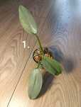 Philodendron silver sword variegata