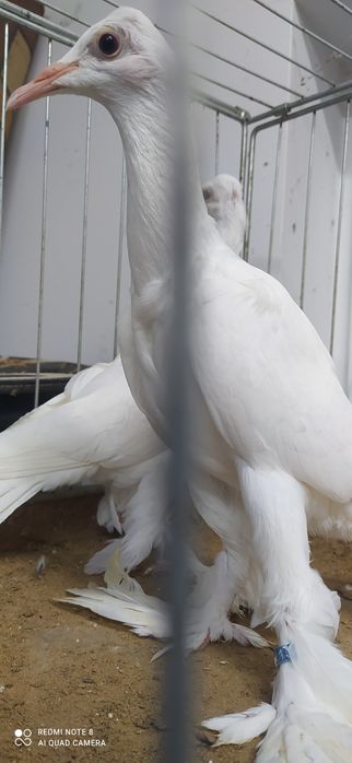 Bocian bociany samica