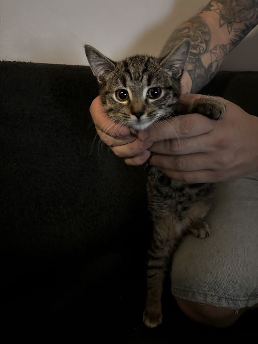 Kociaki do adopcji