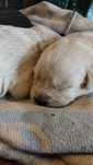 Filhotes de labrador para adoção