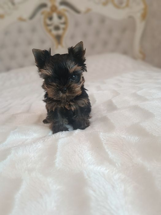 Миники детки Йорка