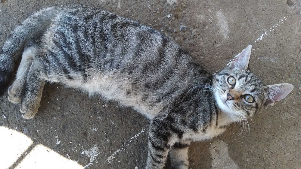 Віддам кошеня, дівчинка