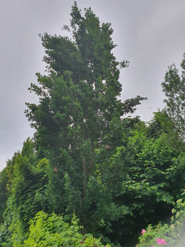 Duże drzewo. Dąb kolumnowy fastigiata. 12 metrów. Sadzenie.