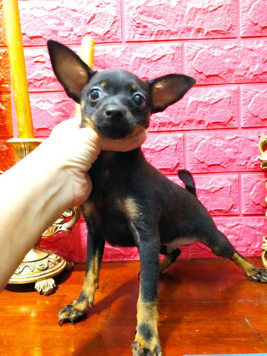 Профессиональный питомникFCI/КСУ!Девочка и мальчик12недель!Чип,привиты