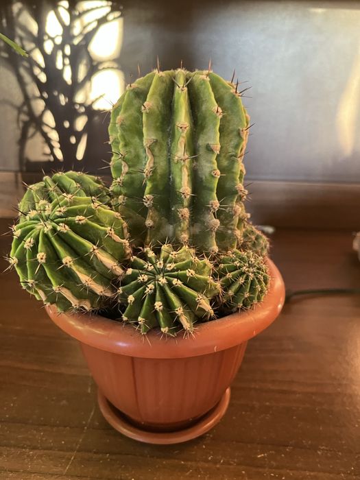 Кактус різновиди