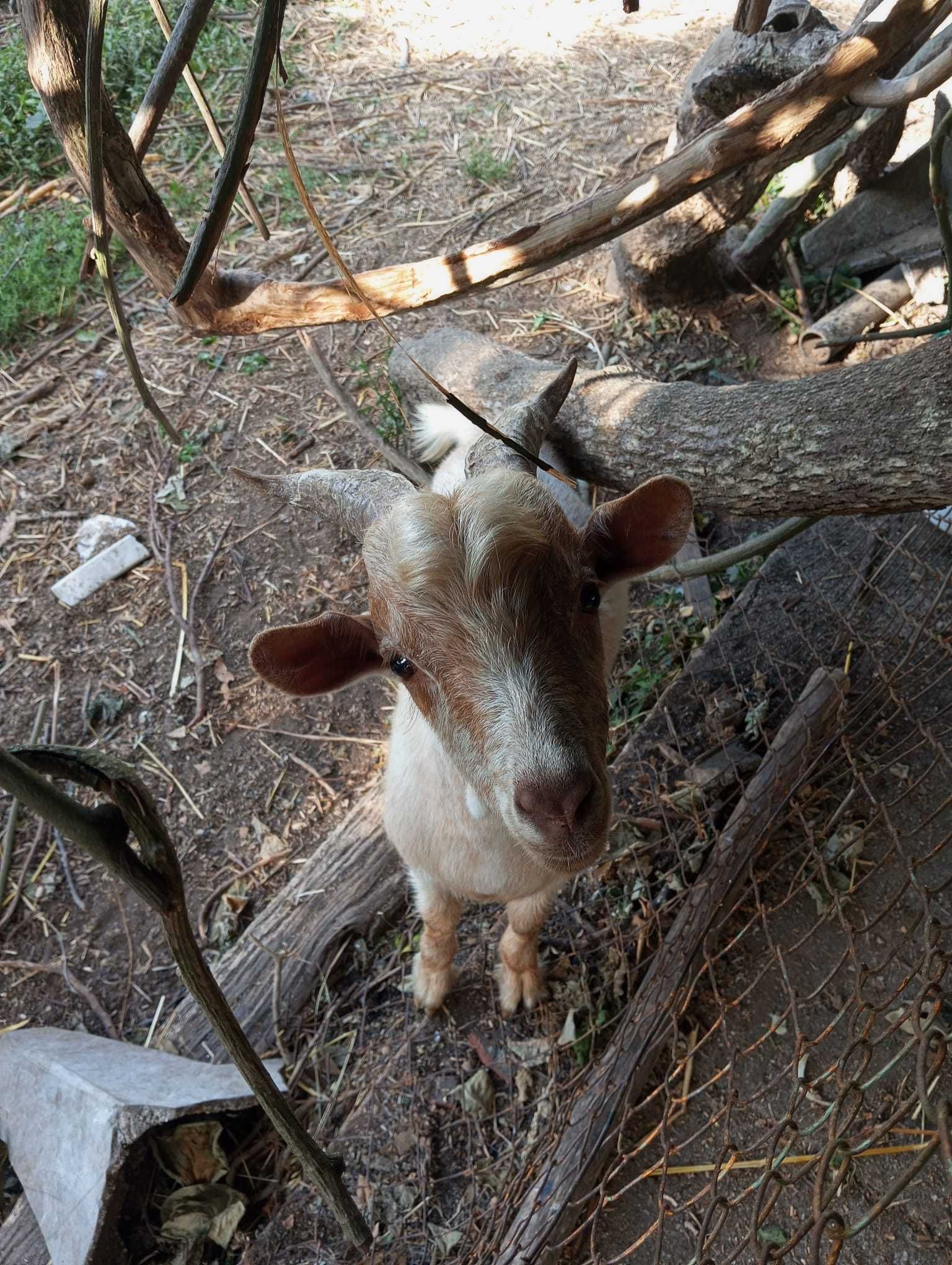 Um Cabrito jovem