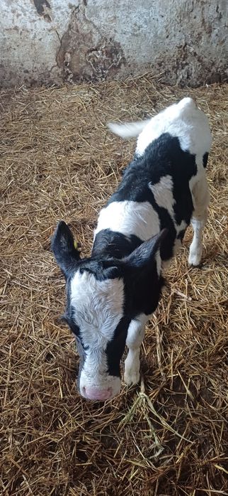 Sprzedam cielęta byczki 2 tygodnie