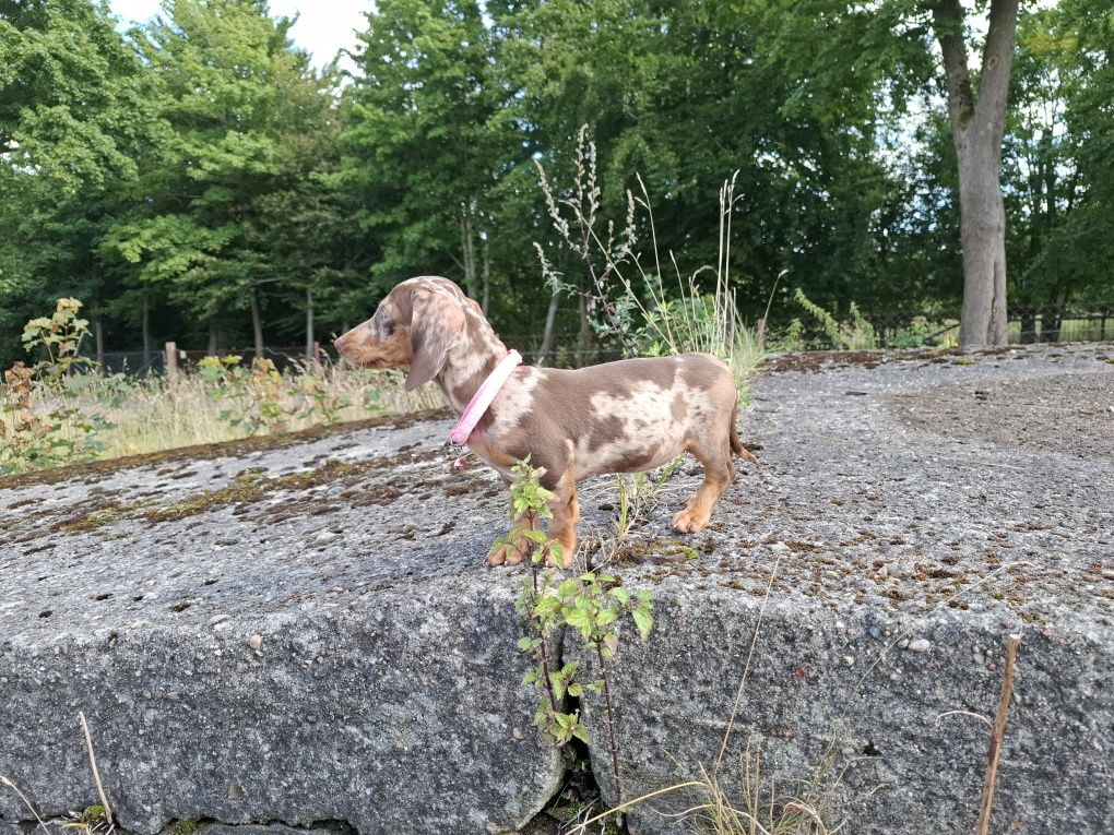 jamnik miniaturowy suczka merlle choco