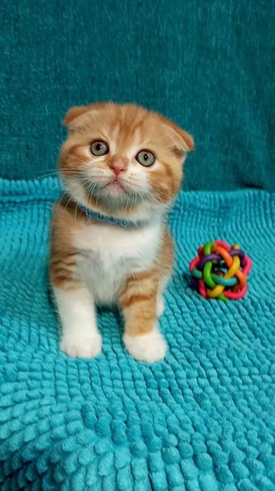 Котенок : "Замурчательный" рыжий котопаренек .