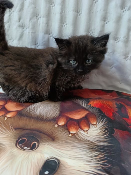 Kocurek Syberyjski .Gotowy do zamiany domu.