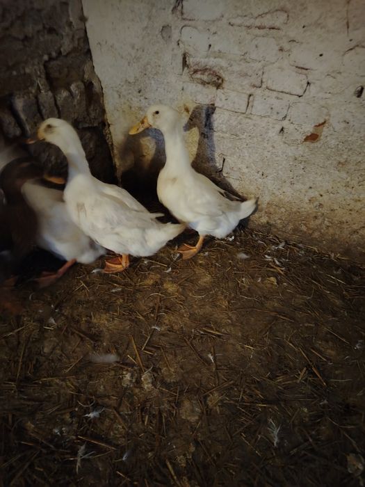 Sprzedam kaczki pekin