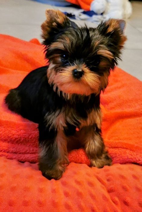 Yorkshire terrier