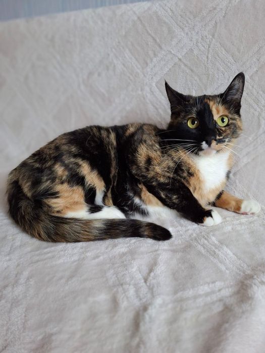 Трёхцветная стерилизованная кошечка подросток ищет дом! В хорошие руки