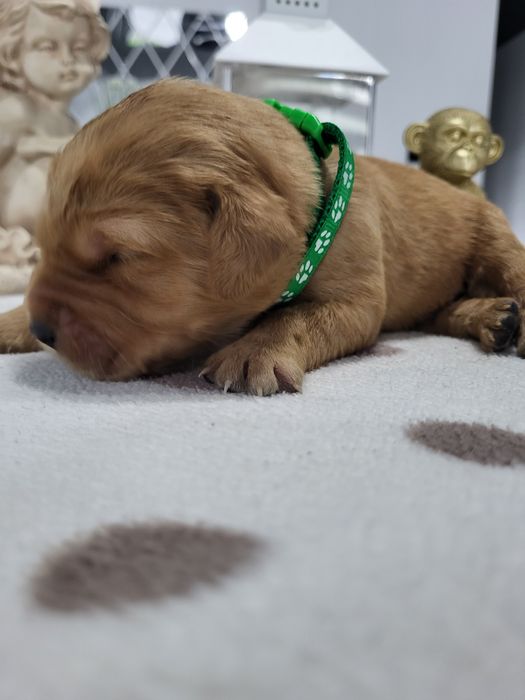 Maluszki ciemno złote Golden Retriever