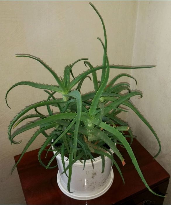 Ветки Алоэ на лекарство, вазоны Алоэ