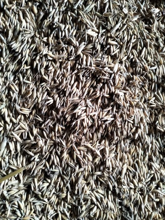 Sprzedam owies tegoroczny