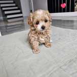 Najpiękniejszy Chłopczyk Maltipoo Red