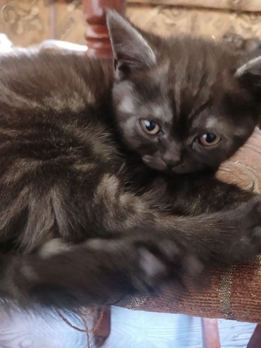 Кошеннята шукають люблячу сімю