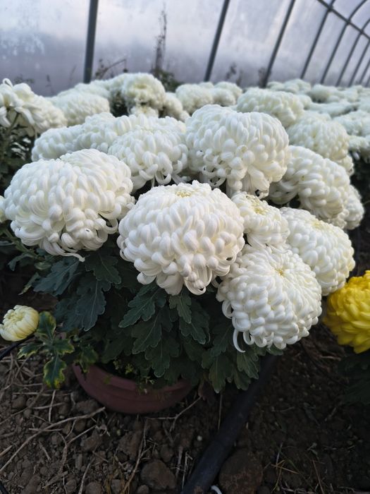 Chryzantemy wielkokwiatowe