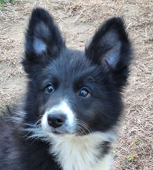 Piesek Border Collie ZKWP/FCI