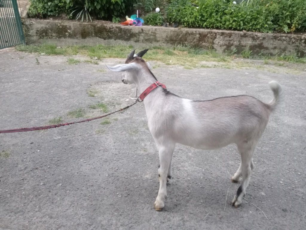 Sprzedam   młodego capka