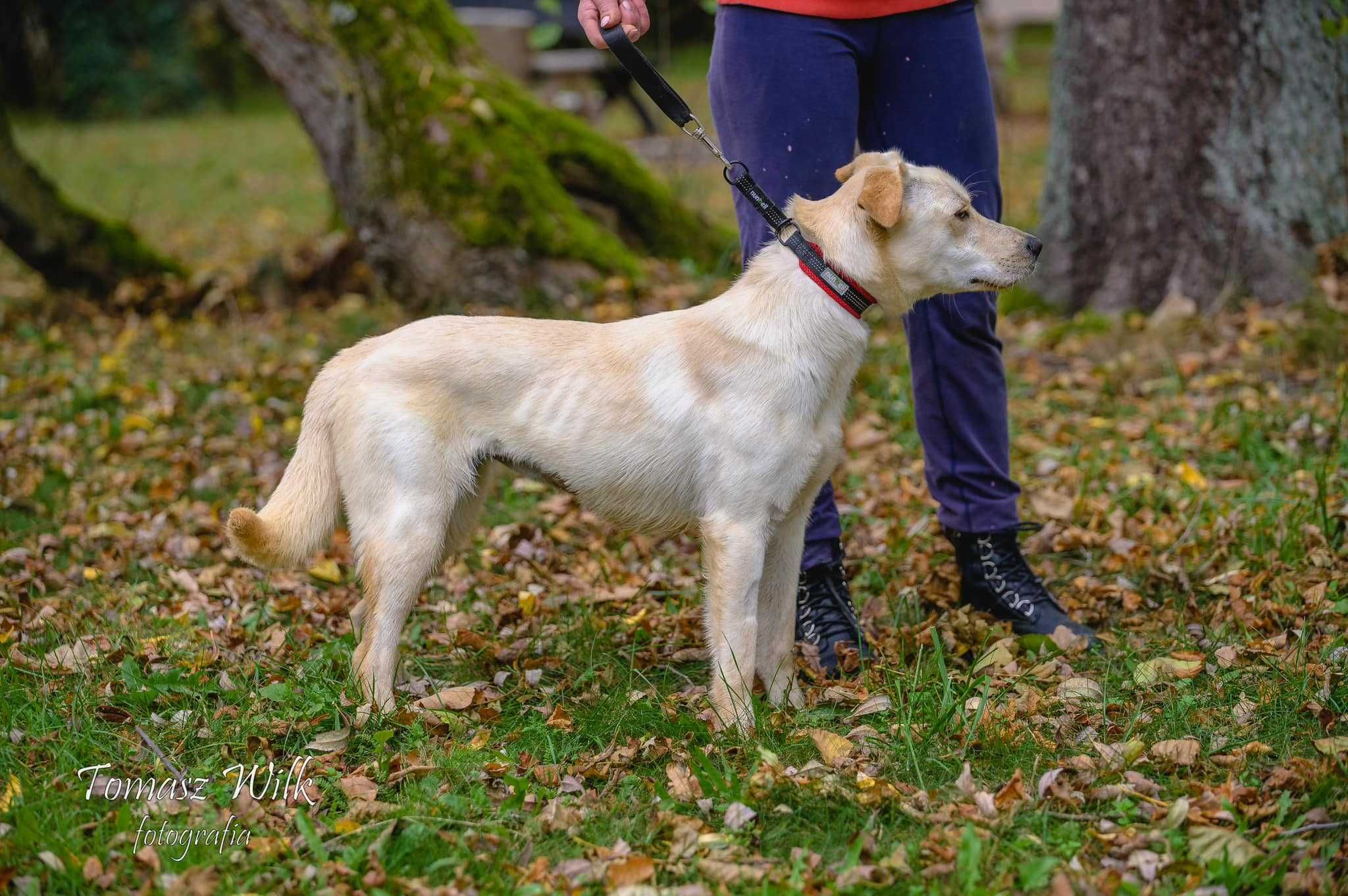 Trusia- energiczna i pozytywna suczka czekająca na dom