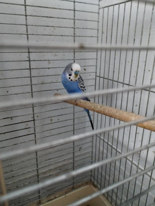 Oddam papużkę falista
