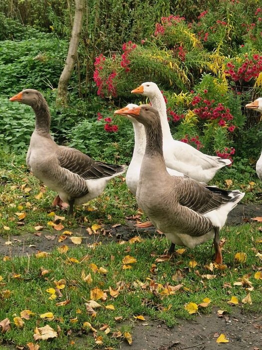 Sprzedam gęsi tegoroczne- nie zabijam