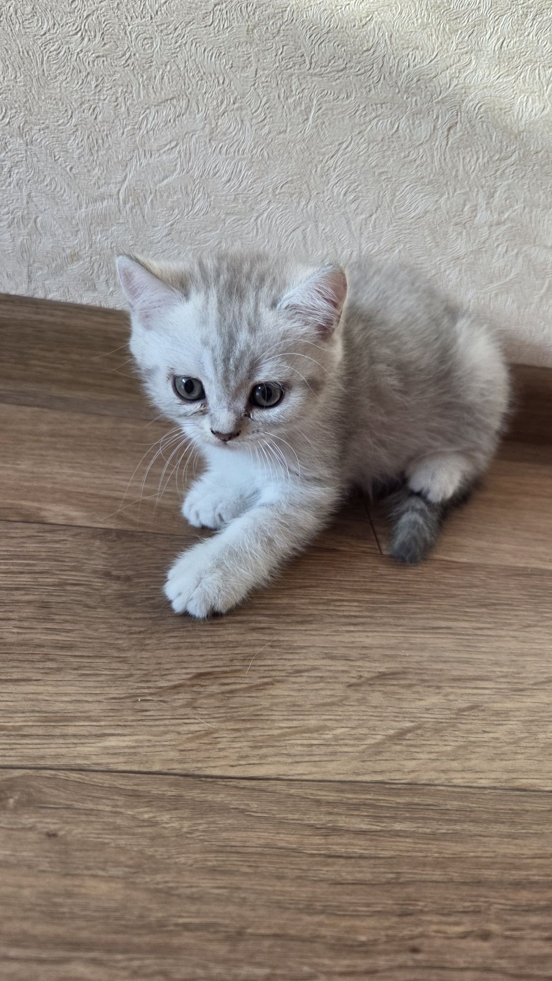 Шотландські прямовухі кошенята