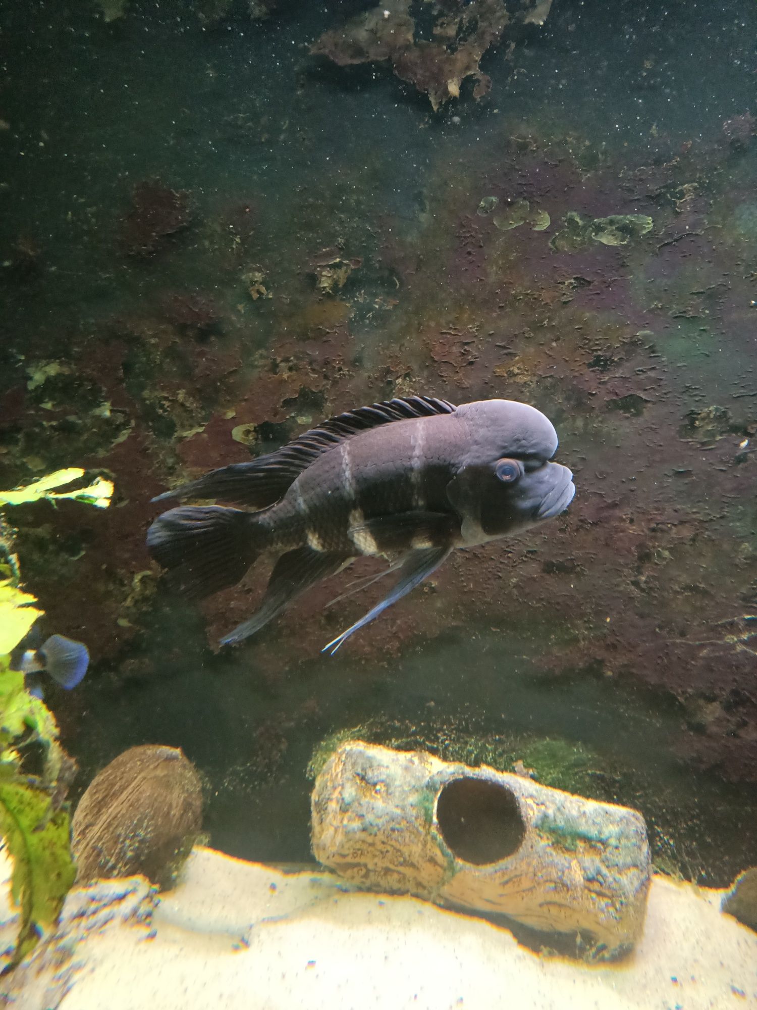 Cyphotilapia frontosa Burundi tanganika