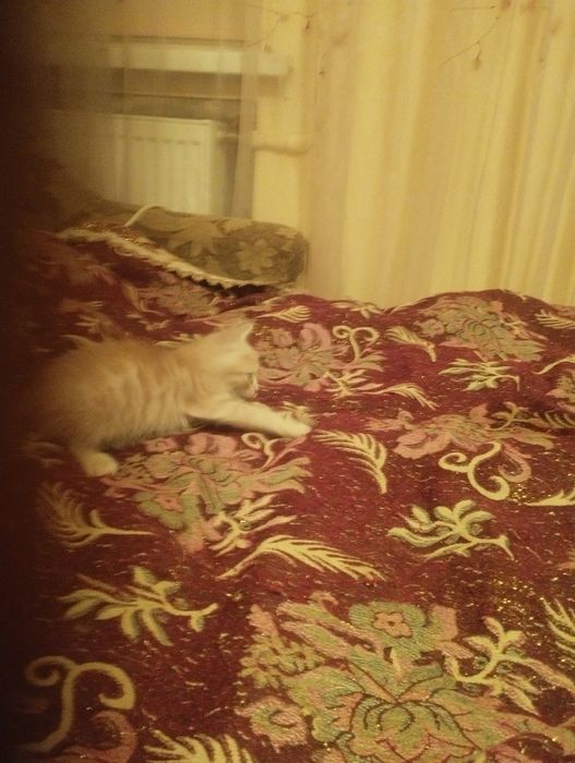 Отдам даром котят