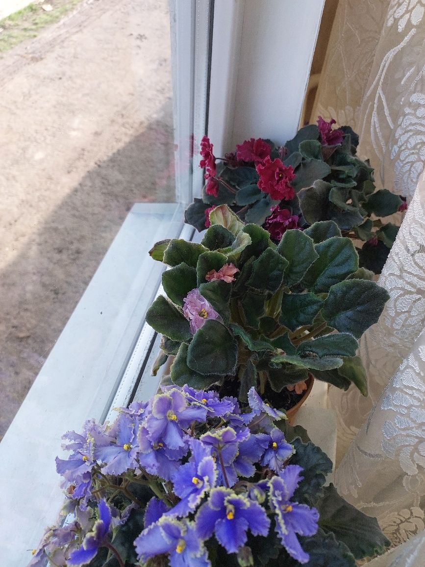 Продам фіалки вкорінені листочки колір мікс