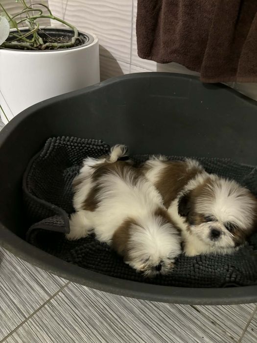Shih tzu z rodowodem