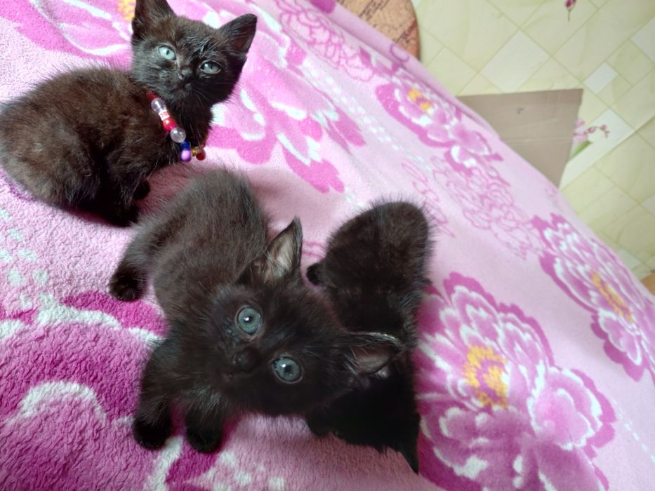 Котята в добрые руки!