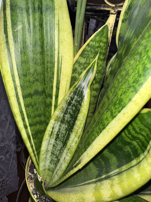 Сансевієрія пять видів