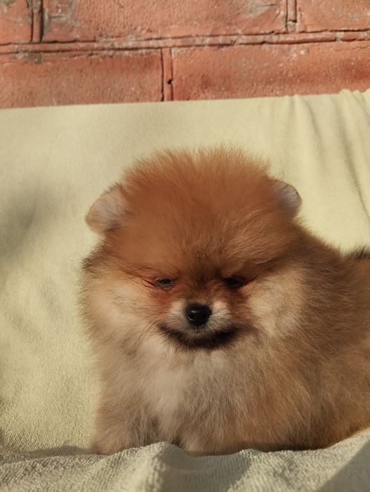 Цуценята померанський шпіц