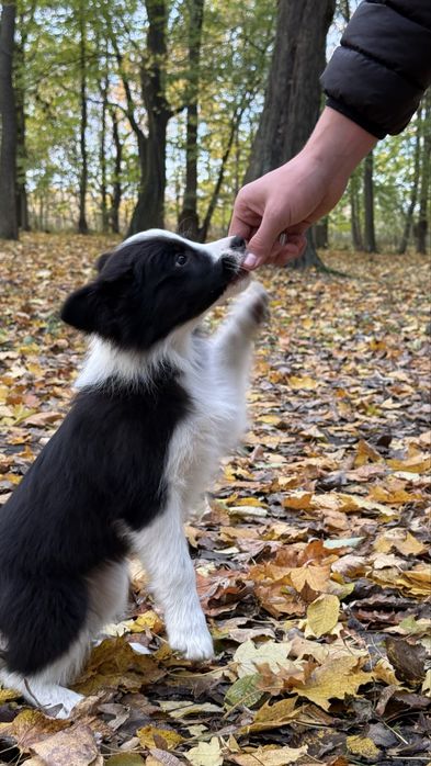 Suczka szczeniak Owczarek Border Collie rasowa
